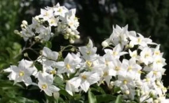 Bild: Flowers-Garden eröffnet die Gartensaison mit Frühjahrsstämmchen, Küchen Kräutern und Gartenleuchten
