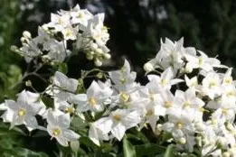 Bild: Flowers-Garden eröffnet die Gartensaison mit Frühjahrsstämmchen, Küchen Kräutern und Gartenleuchten