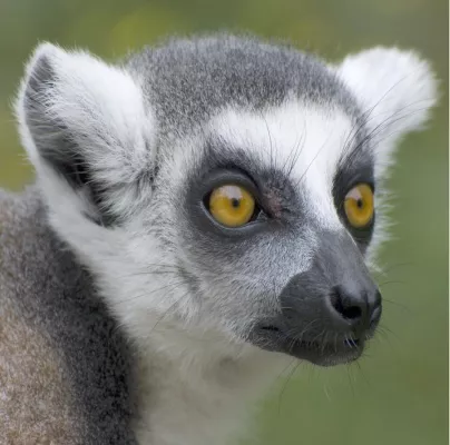 Bild: 1-tägiges Fotoseminar "Tierfotografie" in den Zoos Münster, Hamburg, Hannover, Nordhorn, Nürnberg und Augsburg