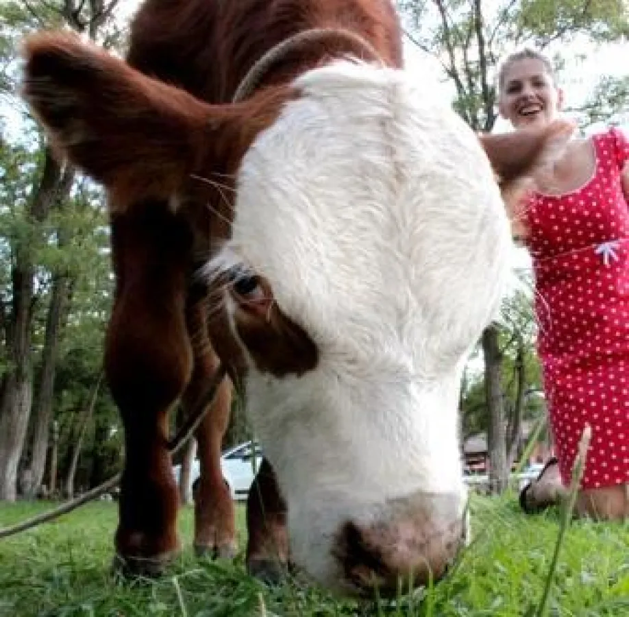 Ein Kalb mit blauen Augen - Martina Hirschmeier entdeckt einzigartige Tiere in Südamerika.