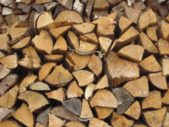 Bild: Internationale Grüne Woche: Öko-Brennstoff Holz - Nachwachsende Energie aus dem Wald speichert das Sonnenlicht