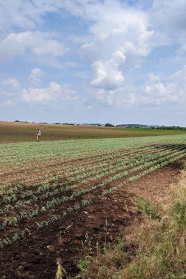 Bild: Der Trend zum regionalen Anbau steigt – Kichererbsen aus Mitteldeutschland