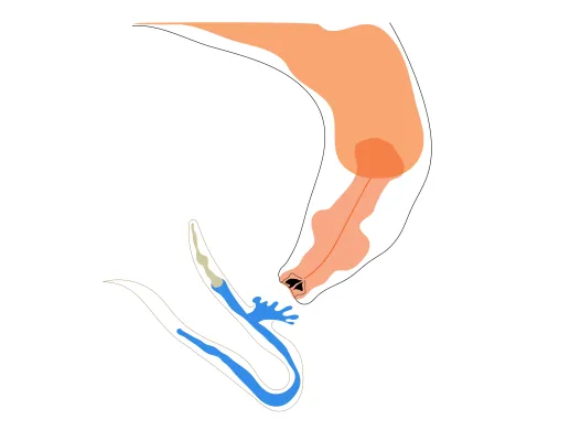 Bild: Vitamin B12 induziert die Weitergabe von Verhaltensänderungen über Generationen hinweg