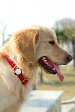 Bild: Technaxx Fittypet TX-46 - Der Fitnesstracker für den Hund