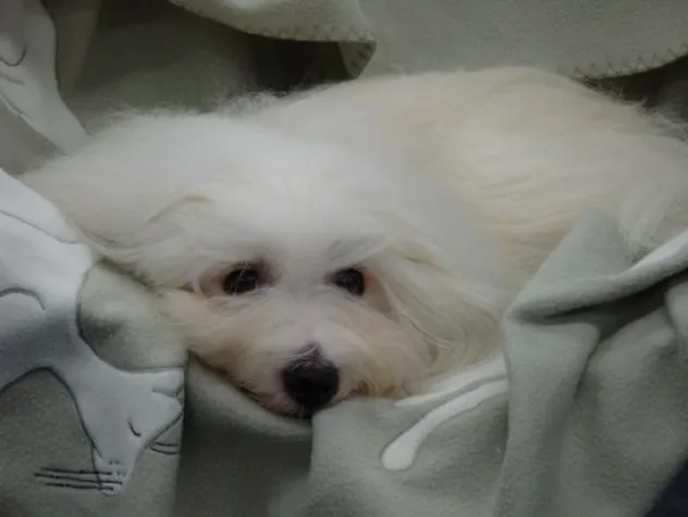 Bild: Coton de Tuléar Welpen vom Deutschen Champion