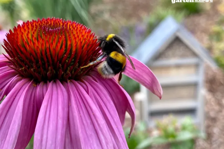 Bild: gartenetage- Gestaltung neuer Lebensräume für Wildtiere und Insekten