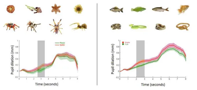 Bild: Itsy Bitsy Spider: Fear of spiders and snakes is deeply embedded in us