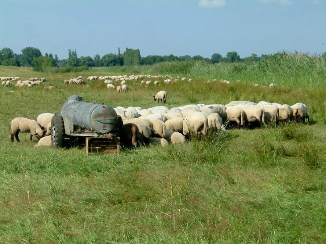 Ein kleiner Wasserwagen reicht nicht für große Schafherden. © Eckard Wendt / AGfaN e.V.