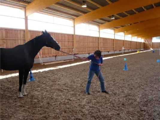 Bild: Coach auf vier Hufen: Mit Pferden zur Höchstform auflaufen