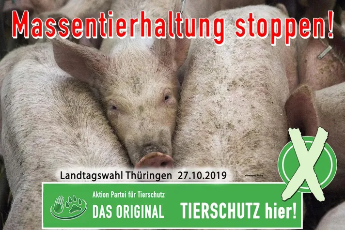 Bild: Massentierhaltung muss aufhören