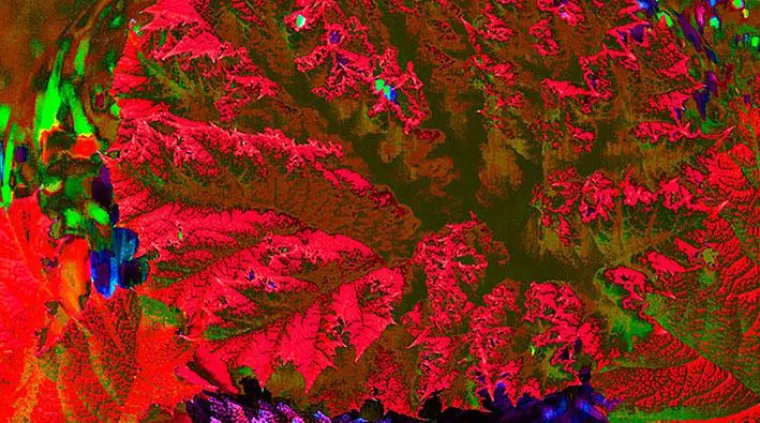 Bild: THINK BIG – Plant Community Concept von HJ Linden