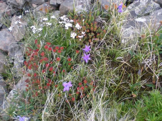 Bild: Die Flora in der Mongolei - themenbezogene Reisen