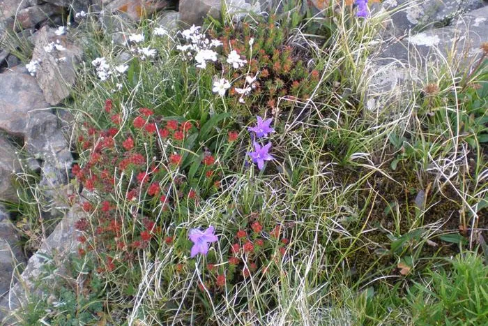 Bild: Die Flora in der Mongolei - themenbezogene Reisen