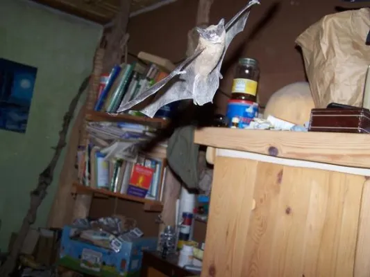 Bild: 31. August 2007 - Stadt Jena will umstrittene Bundesstraße im Überschwemmungsgebiet am Ufer der Saaleaue bauen