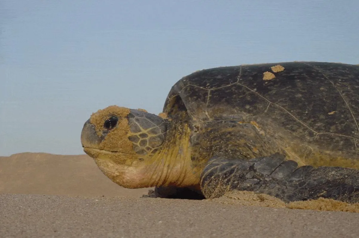 Schildkroete bei der Eiablage am Strand von Ras al Hadd