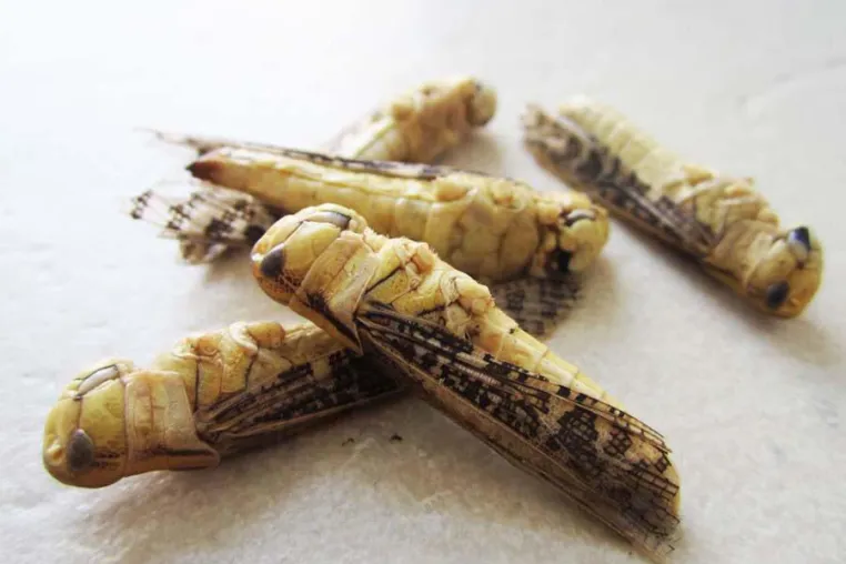 Bild: ESSBARE INSEKTEN VON SNACK-INSECTS