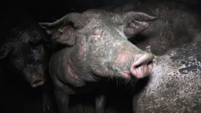 Bild: Grausame Zustände in Schweinebetrieb in Dülmen (NRW) sorgen für Aufsehen 