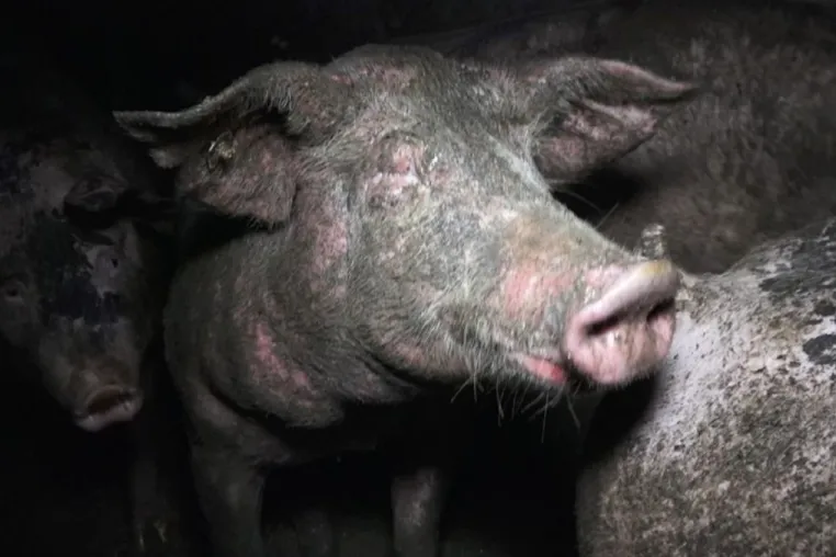 Bild: Grausame Zustände in Schweinebetrieb in Dülmen (NRW) sorgen für Aufsehen 