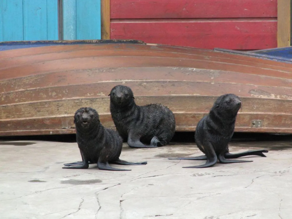 Die drei kleinen Seebären Grazia, Gloria und Giselle im Erlebnis-Zoo Hannover