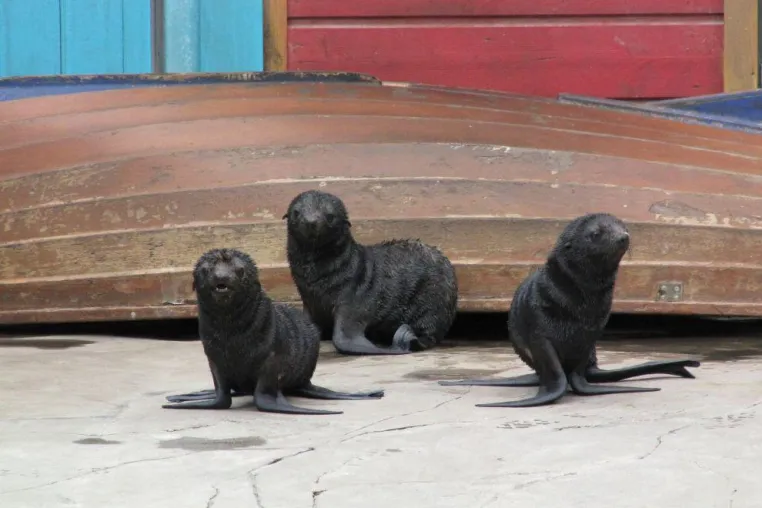 Bild: Niedlicher Nachwuchs bei den Nördlichen Seebären im Erlebnis-Zoo Hannover