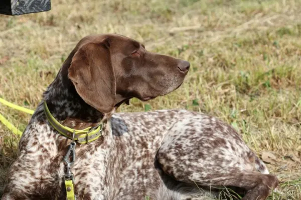 Bild: Leinenpflicht für Hunde ab 01. März