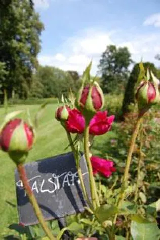 Bild: Mit dem Fahrrad unterwegs auf der Gartenroute Mecklenburgs