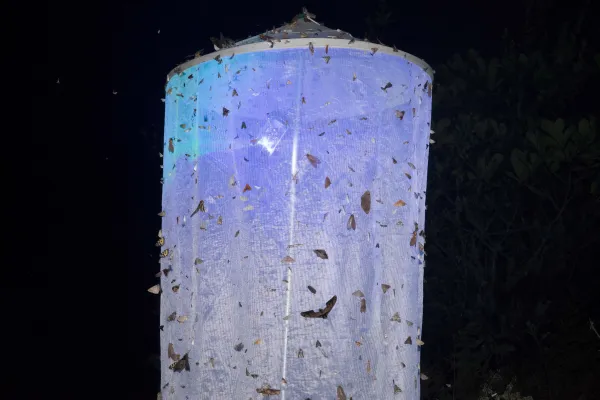 Bild: Die Nachtschwärmer ins Licht holen