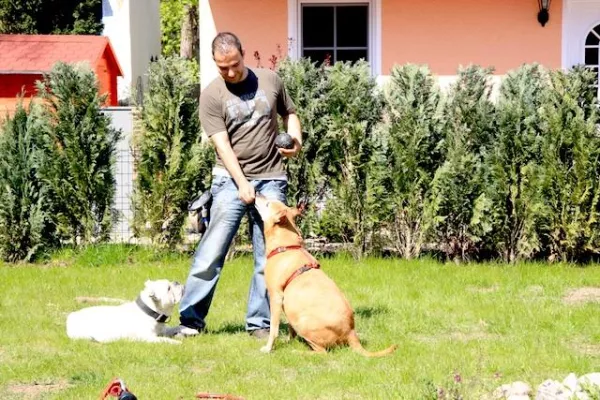 Bild: Hundesitter in Berlin bietet Hunden Ausflug ins Grüne