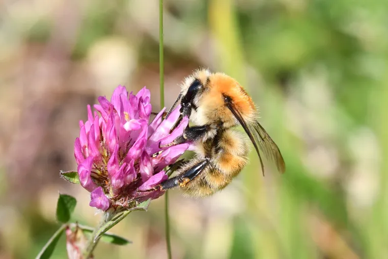 Hummel-Challenge: Jetzt im Sommer wieder Hummeln entdecken und melden! Bild: Hummel-Challenge: Jetzt im Sommer wieder Hummeln entdecken und melden!