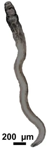 Parasitenflirt: Molekulare Kamera zeigt Paarungszustand von Bilharziose-Erregern in 3D Bild: Parasitenflirt: Molekulare Kamera zeigt Paarungszustand von Bilharziose-Erregern in 3D