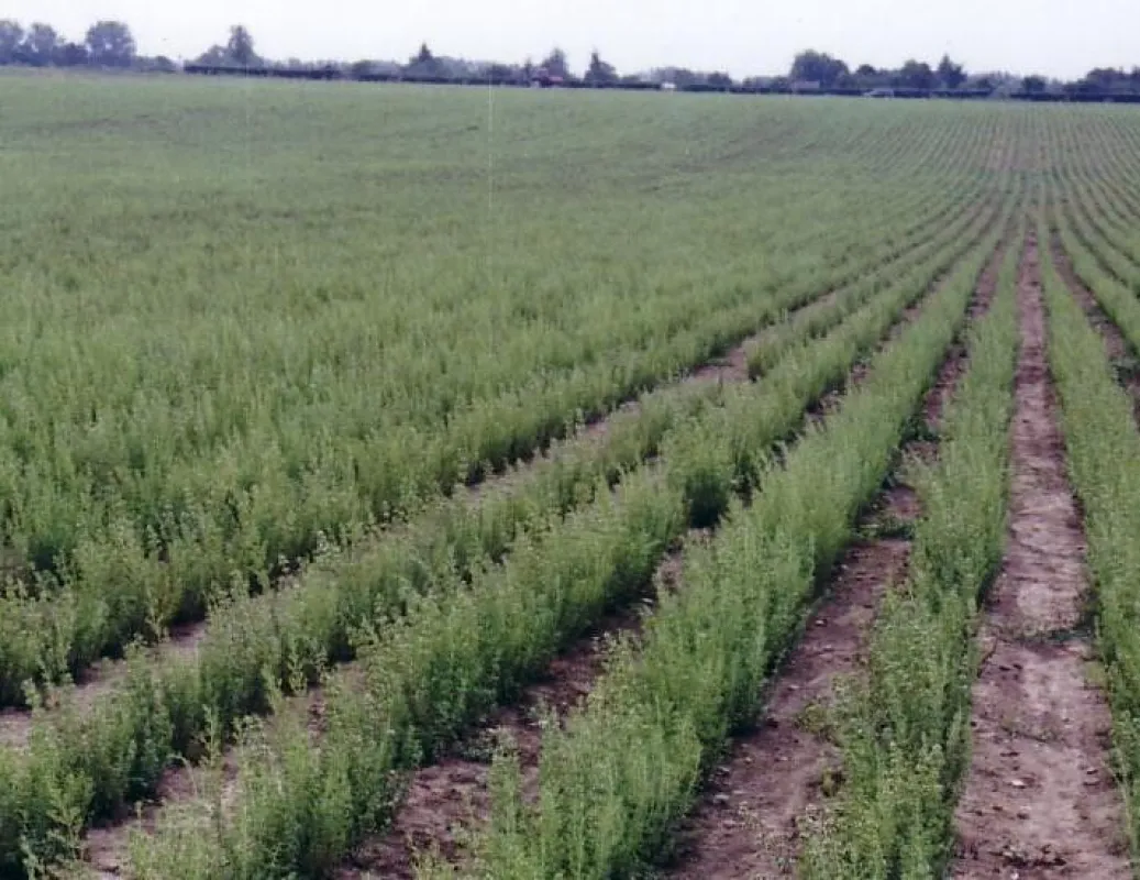 Oregano-Plantage in der Magdeburger Börde