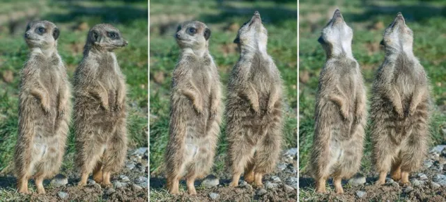 Bild: 1-tägiges Fotoseminar "Tierfotografie" im Kölner Zoo mit der Fotoschule des Sehens