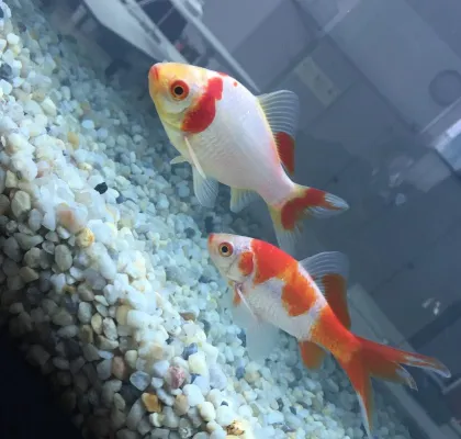 Großer Umzug bei HE-S! Bild: Großer Umzug bei HE-S!