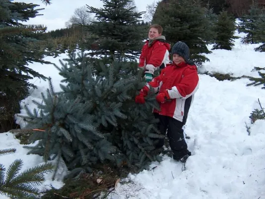 Bild: Traditionelles Weihnachtsbaumschlagen im Sauerland - Deutschlands Weihnachtsbaum-Region Nr. 1 lädt ein