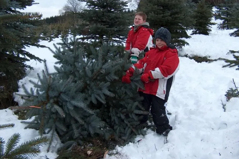Bild: Traditionelles Weihnachtsbaumschlagen im Sauerland - Deutschlands Weihnachtsbaum-Region Nr. 1 lädt ein