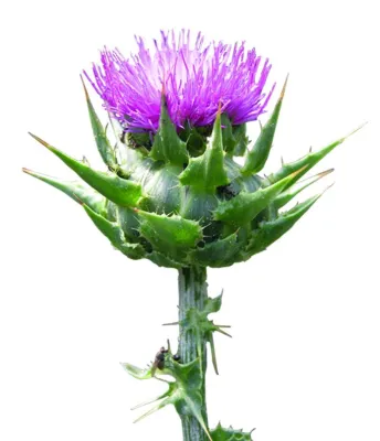 Die Leber fürs neue Jahr stärken: Mariendistel bei Leberproblemen Bild: Die Leber fürs neue Jahr stärken: Mariendistel bei Leberproblemen