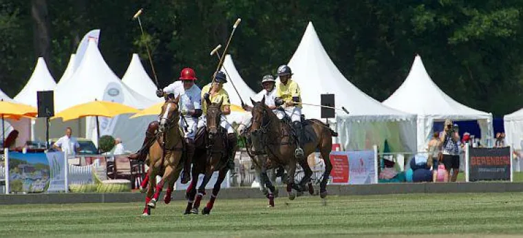 Bild: Der Fuchs beim „Fürstenberg Polo Cup“