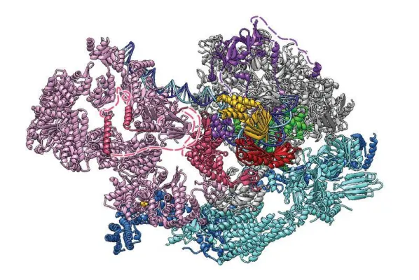 Bild: Wie die Gen-Kopiermaschine startet