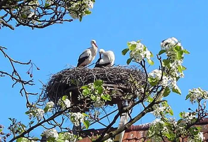 Bild: Chorkonzert im Frühling