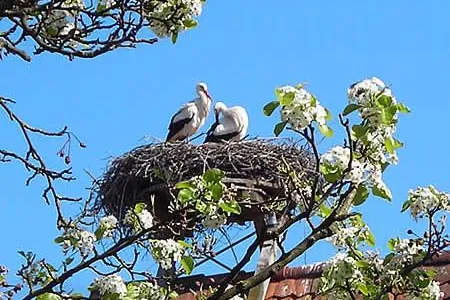 Bild: Chorkonzert im Frühling