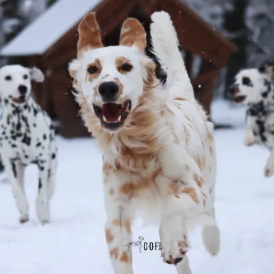 Bild: COF Spots – Dalmatinerzucht mit Verantwortung, Vielfalt und Weitblick