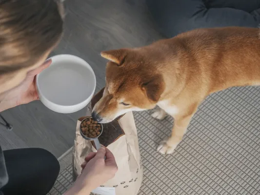 Bild: Insekten im Hunde-Futternapf - eine Tierärztin räumt mit vier Missverständnissen auf