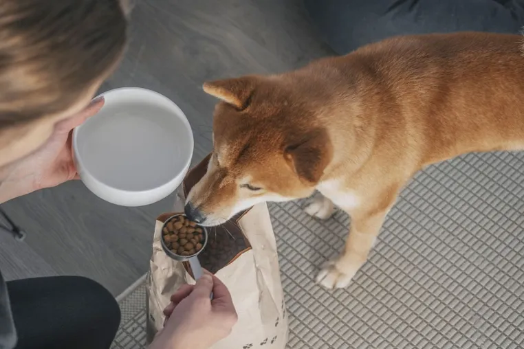 Insekten im Hunde-Futternapf - eine Tierärztin räumt mit vier Missverständnissen auf Bild: Insekten im Hunde-Futternapf - eine Tierärztin räumt mit vier Missverständnissen auf