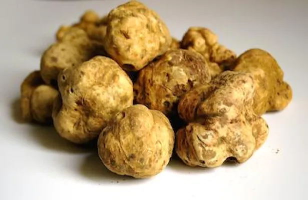 Günstiges Wetter in Italien verspricht reiche Trüffelernte und lässt Preise sinken Bild: Günstiges Wetter in Italien verspricht reiche Trüffelernte und lässt Preise sinken