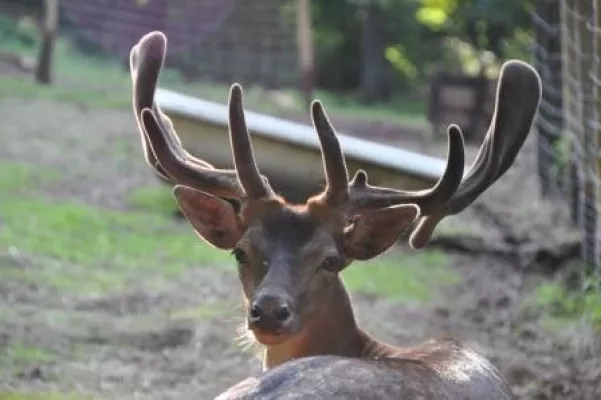 Bild: Aus der Sauna Rehe und Hirsche füttern- BollAnt’s im Park eröffnet neue Hubertus-Außensauna