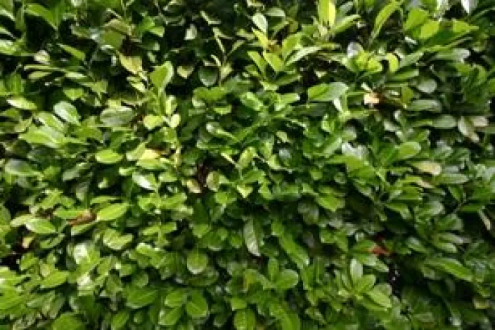 Bild: Preise gesenkt für den Holzkohledünger