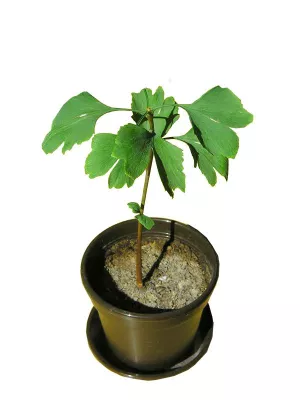 Bild: Markenklang verschafft Start-up-Marken Gehör - Mit akustischer Markenführung punkten