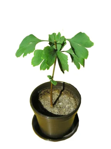 Bild: Markenklang verschafft Start-up-Marken Gehör - Mit akustischer Markenführung punkten