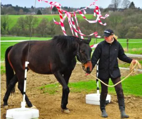 Englische Horse Grooms – Vorreiter für deutsche Ausbildungsmodelle in der Pferdewirtschaft Bild: Englische Horse Grooms – Vorreiter für deutsche Ausbildungsmodelle in der Pferdewirtschaft