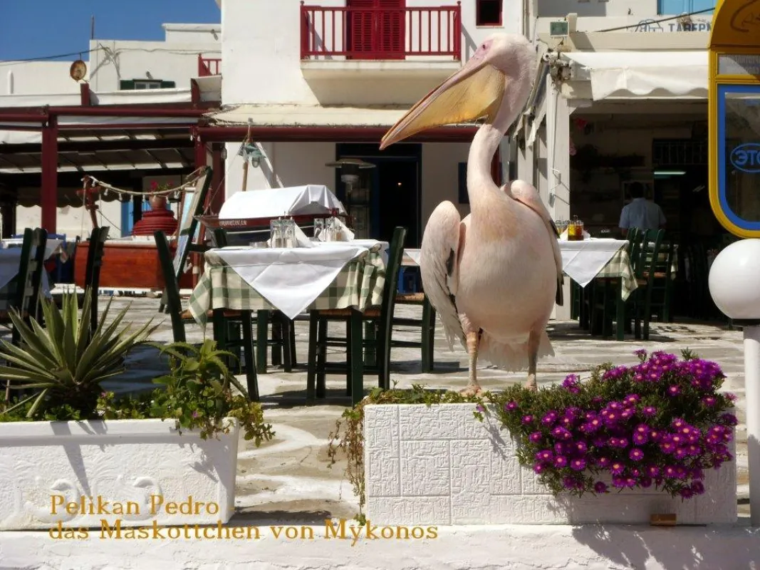 Pelikan Pedro - Maskottchen der Insel Mykonos